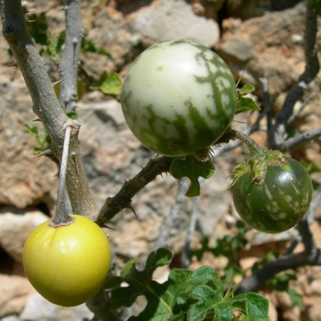 Sodomsapfel Samen (Solanum linnaeanum) | Seeds Shop Store