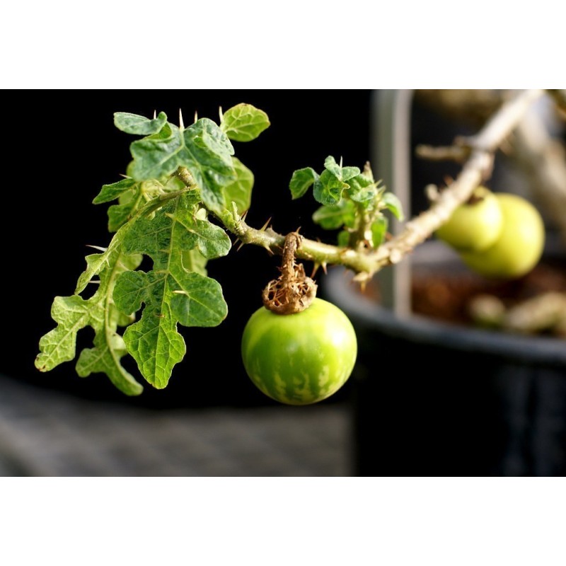Sodomsapfel Samen (Solanum linnaeanum) | Seeds Shop Store