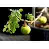 Sodomsapfel Samen (Solanum linnaeanum) | Seeds Shop Store