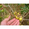 Sodomsapfel Samen (Solanum linnaeanum) | Seeds Shop Store