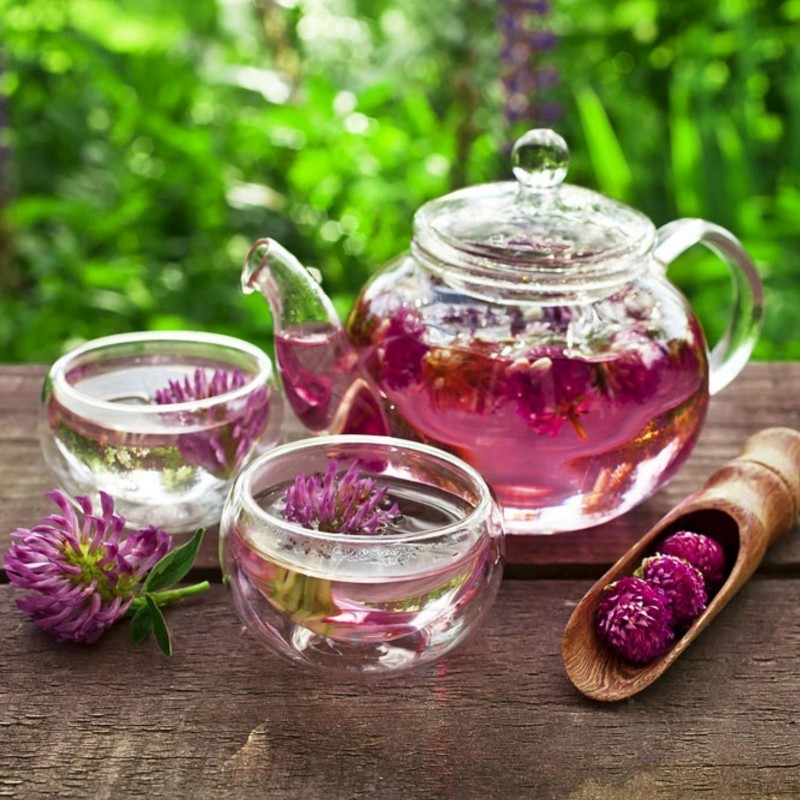 Essbare Wiesenklee, Rotklee Samen (Trifolium pratense) | Seeds Shop Store