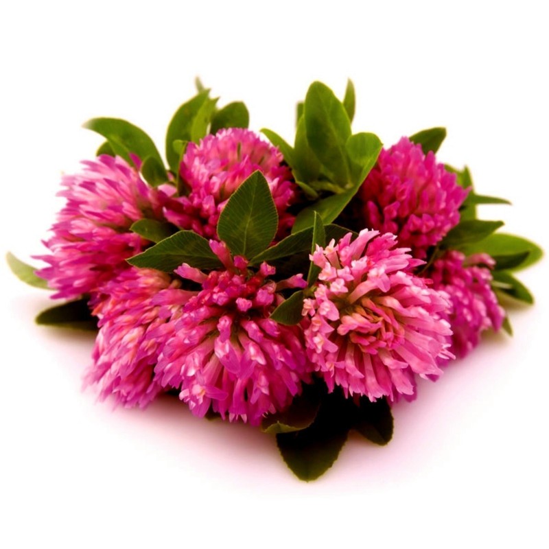 Essbare Wiesenklee, Rotklee Samen (Trifolium pratense) | Seeds Shop Store