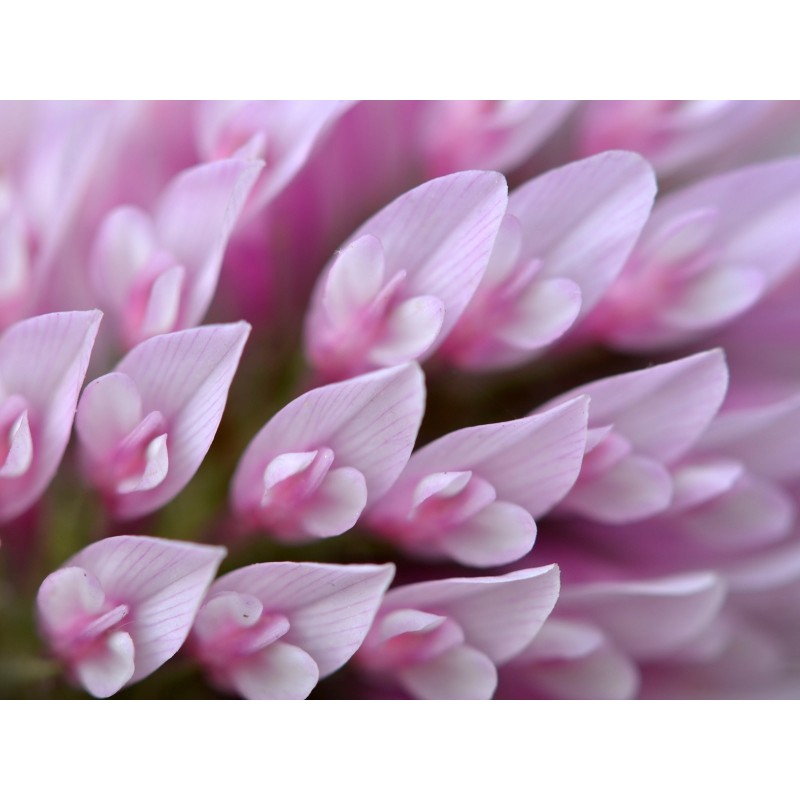 Essbare Wiesenklee, Rotklee Samen (Trifolium pratense) | Seeds Shop Store