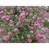 Essbare Wiesenklee, Rotklee Samen (Trifolium pratense) | Seeds Shop Store