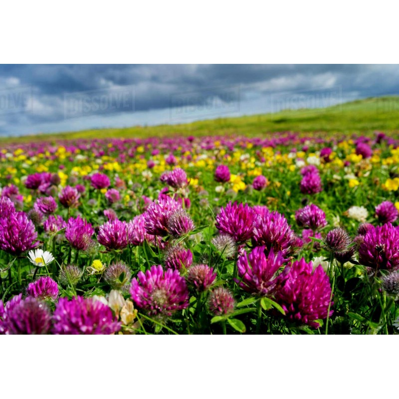 Essbare Wiesenklee, Rotklee Samen (Trifolium pratense) | Seeds Shop Store