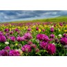 Essbare Wiesenklee, Rotklee Samen (Trifolium pratense) | Seeds Shop Store