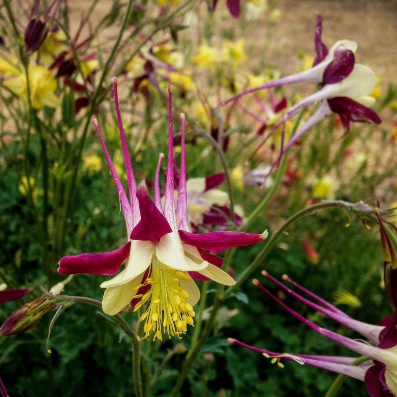 Akelei Samen McKana"s Giant | Seeds Shop Store