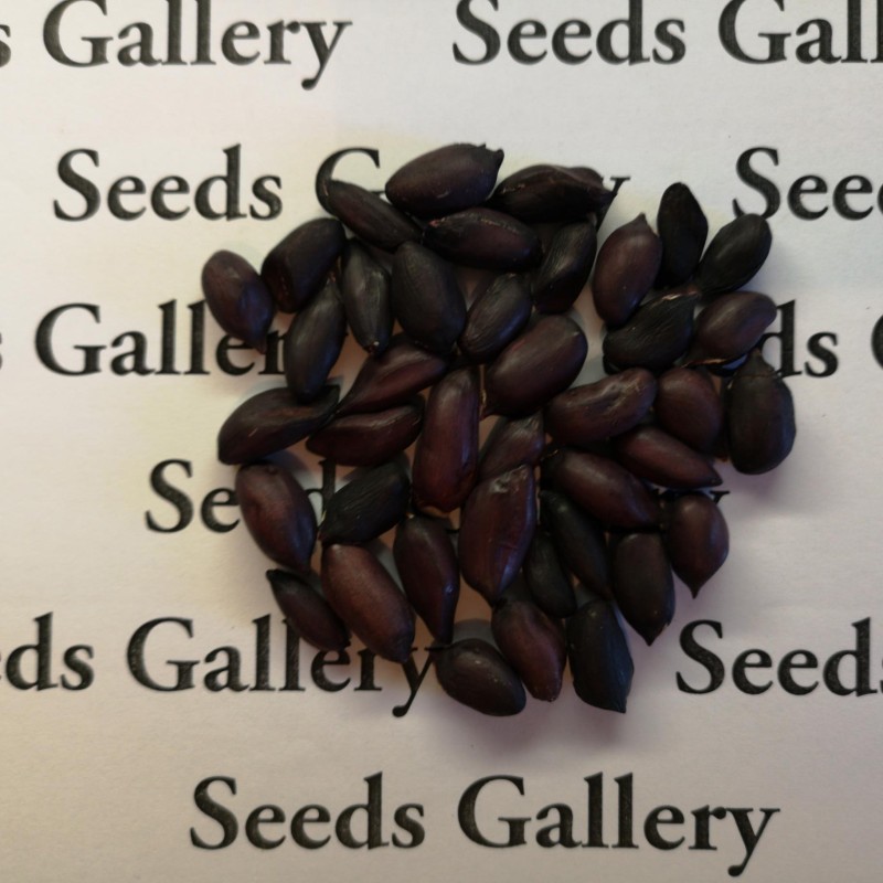 Black Peanut Seeds (Arachis hypogaea) | Seeds Shop Store
