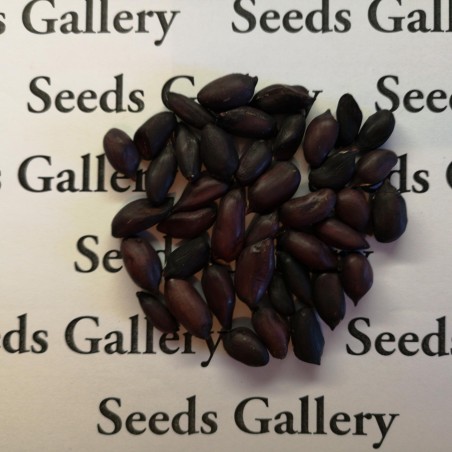 Black Peanut Seeds (Arachis hypogaea) | Seeds Shop Store