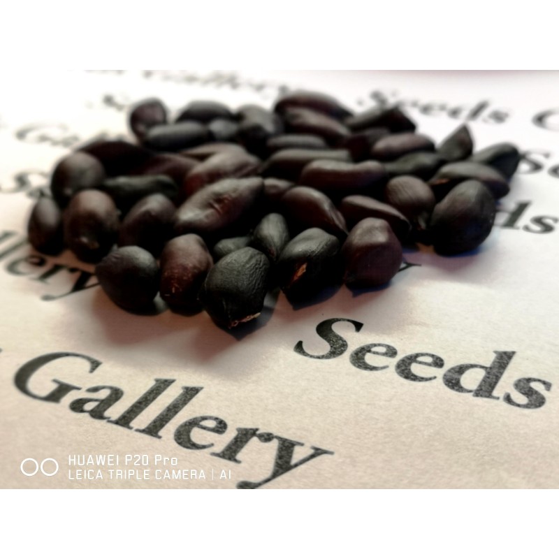 Black Peanut Seeds (Arachis hypogaea) | Seeds Shop Store