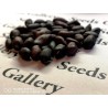 Black Peanut Seeds (Arachis hypogaea) | Seeds Shop Store