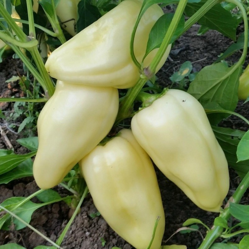 Scharfe Große Weißer Paprika Samen | Seeds Shop Store