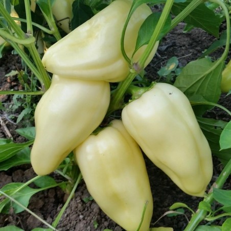 Scharfe Große Weißer Paprika Samen | Seeds Shop Store