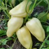 Semi di peperone piccante Bianco Grande | Seeds Shop Store