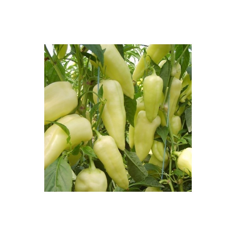 Semi di peperone piccante Bianco Grande | Seeds Shop Store