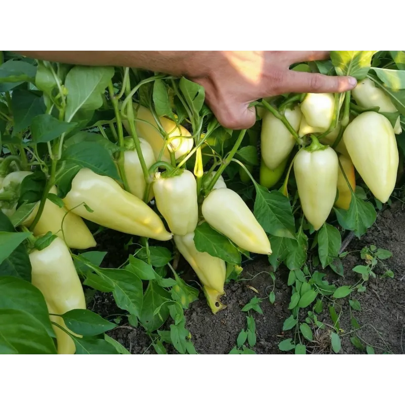 Semi di peperone piccante Bianco Grande | Seeds Shop Store
