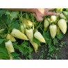 Scharfe Große Weißer Paprika Samen | Seeds Shop Store