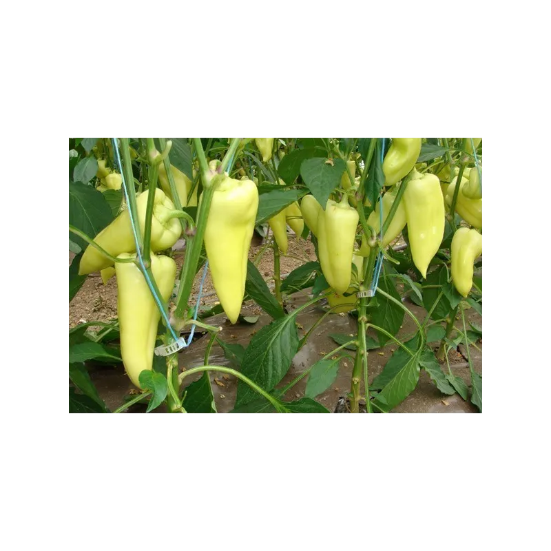 Scharfe Große Weißer Paprika Samen | Seeds Shop Store