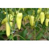 Scharfe Große Weißer Paprika Samen | Seeds Shop Store
