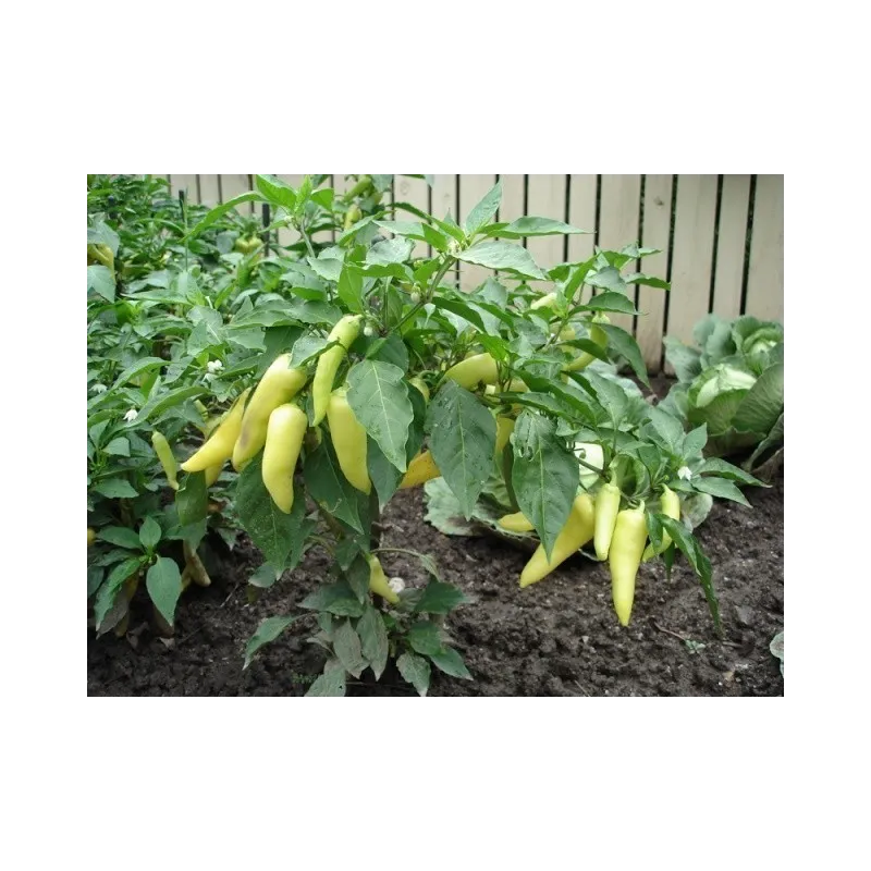 Semi di peperone piccante Bianco Grande | Seeds Shop Store