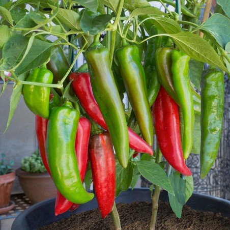 Semillas de chile ANAHEIM (Capsicum Annuum) | Seeds Shop Store