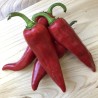 Semillas de chile ANAHEIM (Capsicum Annuum) | Seeds Shop Store