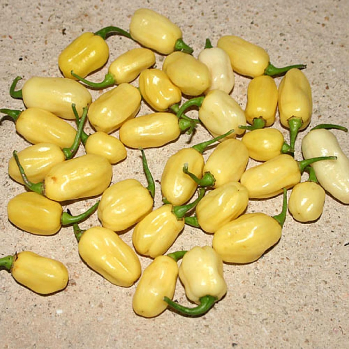 Habanero IVORY Seeds | Heirloom, organic & exotic seeds | Exotic Seeds Shop