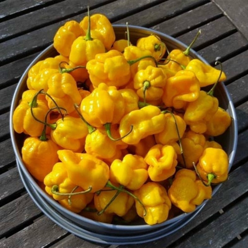 Scotch Bonnet Trinidad Seeds | Seeds Shop Store
