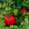 Scotch Bonnet Trinidad Seeds | Seeds Shop Store