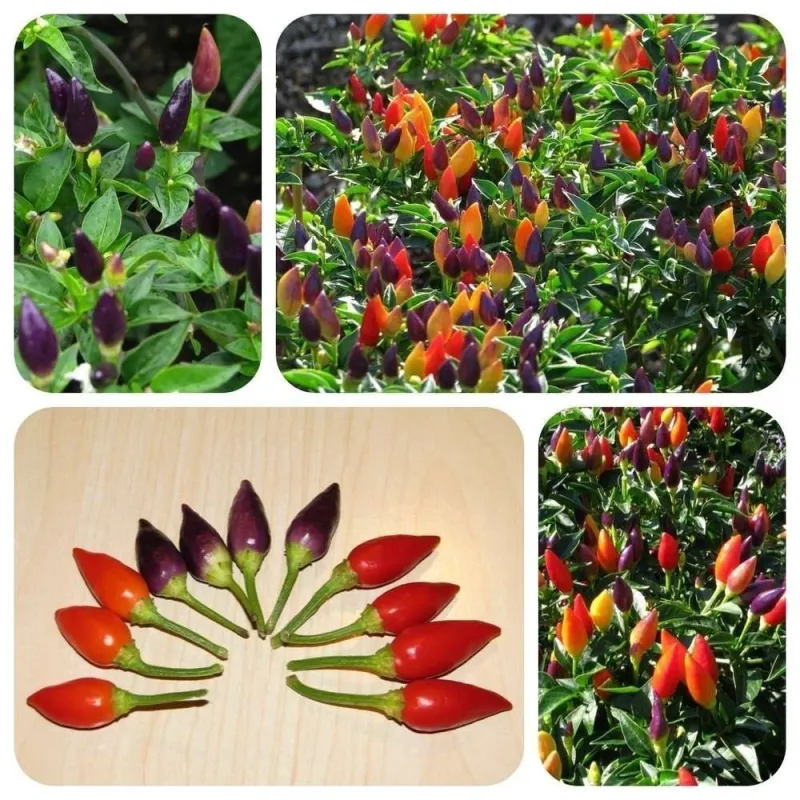 Semi di peperoncino Numex Twilight | Seeds Shop Store