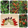 Semi di peperoncino Numex Twilight | Seeds Shop Store
