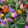Semi di peperoncino Numex Twilight | Seeds Shop Store