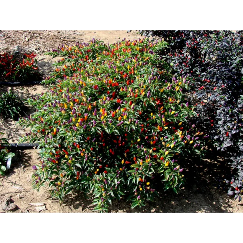 Semi di peperoncino Numex Twilight | Seeds Shop Store