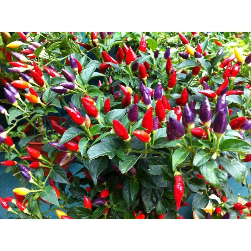 Semi di peperoncino Numex Twilight | Seeds Shop Store