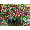 Semi di peperoncino Numex Twilight | Seeds Shop Store