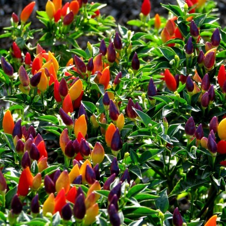 Semi di peperoncino Numex Twilight | Seeds Shop Store