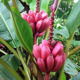 Banan Musa Ornata Frön - 322.546331