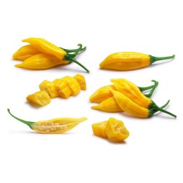 Semi Di Peperoncino Lemon Drop (Capsicum baccatum) - 175.934363