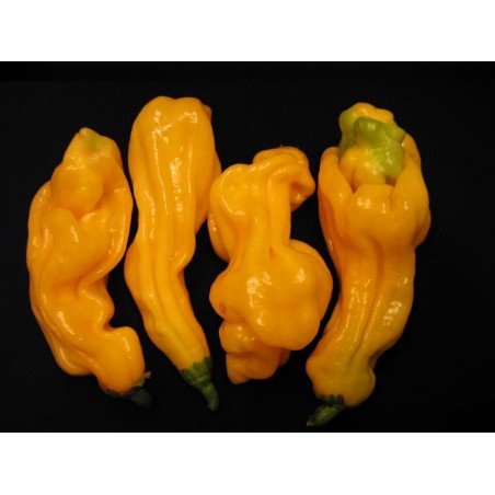 Habanero  Goronong Seeds | Seeds Shop Store