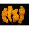 Σπόροι Τσίλι Habanero Goronong | Seeds Shop Store