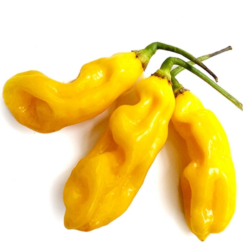 Σπόροι Τσίλι Habanero Goronong | Seeds Shop Store