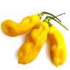 Σπόροι Τσίλι Habanero Goronong | Seeds Shop Store