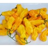 Σπόροι Τσίλι Habanero Goronong | Seeds Shop Store