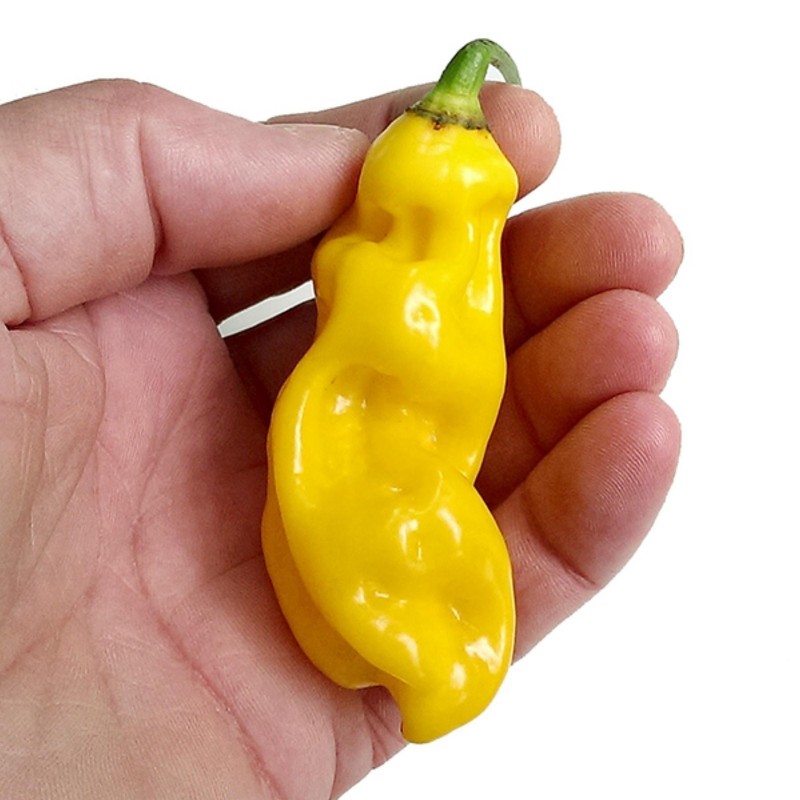 Σπόροι Τσίλι Habanero Goronong | Seeds Shop Store