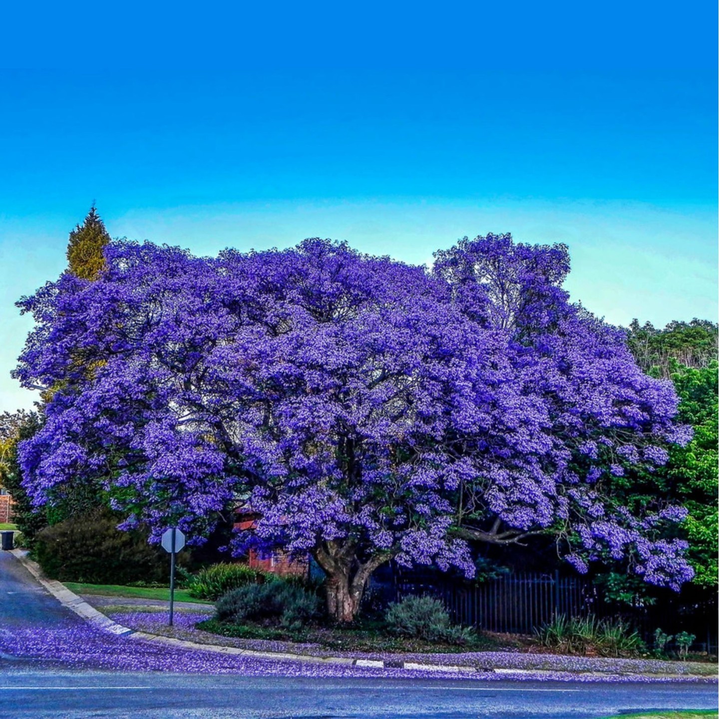 www.seeds-gallery.com