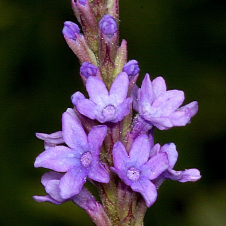 Holy Herb - Common Vervain Seeds (Verbena officinalis) - 1.8