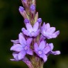 Holy Herb - Common Vervain Seeds (Verbena officinalis) - 1.8
