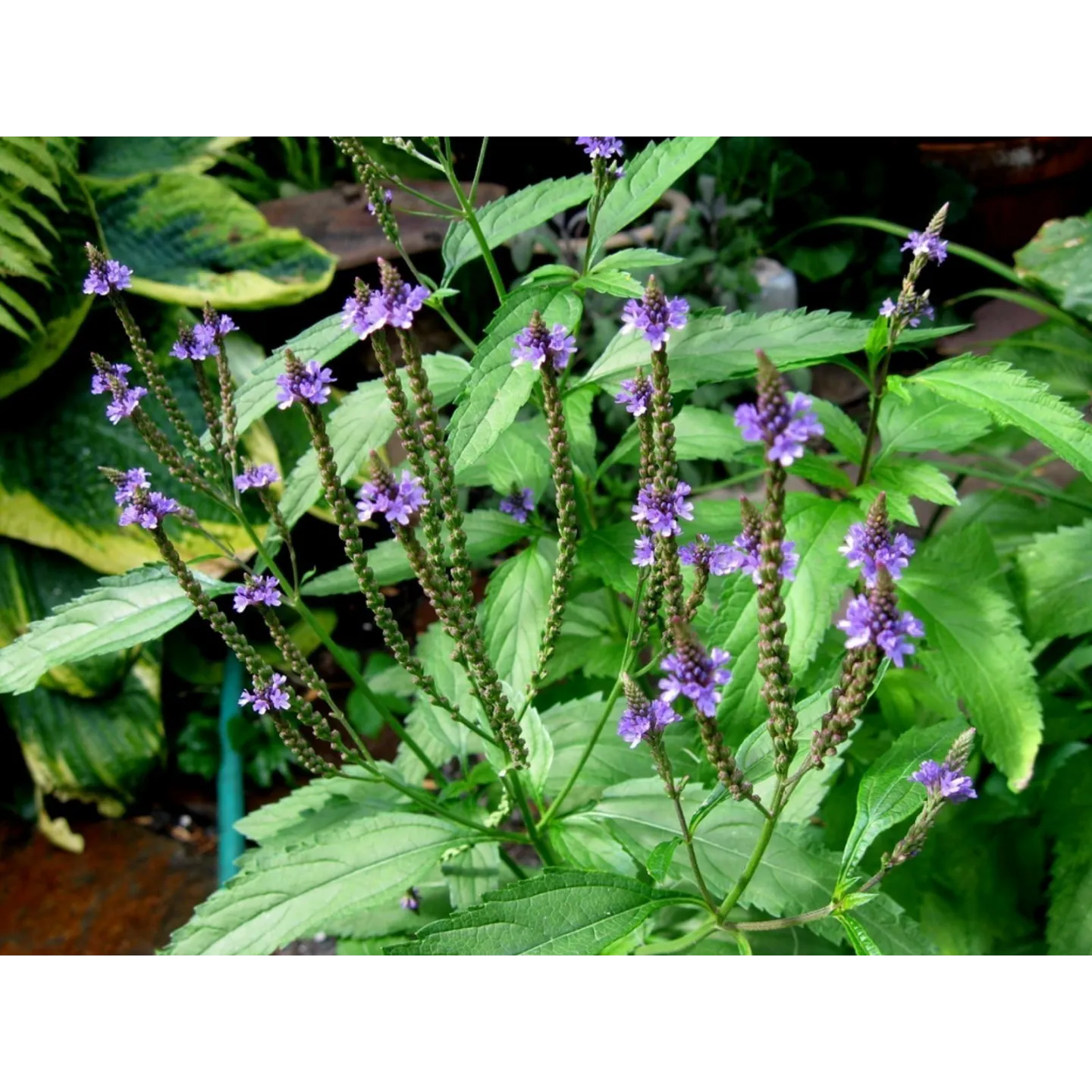Holy Herb - Common Vervain Seeds (Verbena officinalis) - 1.8