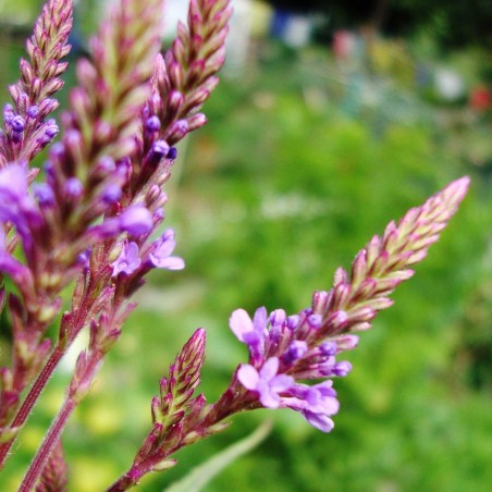 Holy Herb - Common Vervain Seeds (Verbena officinalis) - 1.8