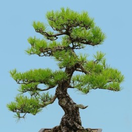 Semi di pino rosso giapponese (Bonsai) (Pinus densiflora) - 175.934363